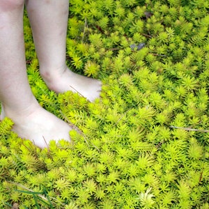 10/15/30 Perennial Sedum rupestre 'Angelina' Stonecrop Live Plants Flowers Herbs Vintage Heirloom Cottage Garden