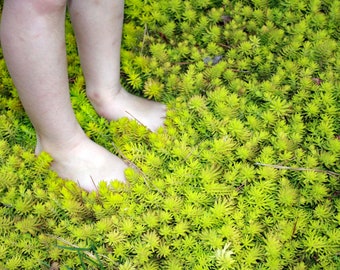 10/15/30 Perennial Sedum rupestre 'Angelina' Stonecrop Live Plants Flowers Herbs Vintage Heirloom Cottage Garden