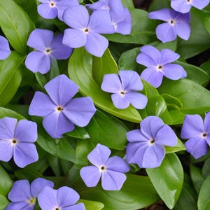30 Bulk Discount Live Perennial Vining Vinca Lesser Periwinkle Flats Plants Flowers Drought Tolerant Deer Rabbit Resistant Groundcover