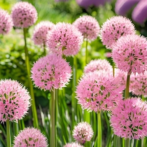 50 Wholesale Live Perennial Allium Big Beauty Bulk Plants Flowers Herbs Drought Tolerant Deer Rabbit Resistant Garden Pollinator Zone 4