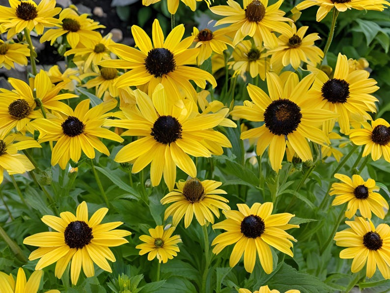 Rudbeckia Goldsturm Black Eyed Susan