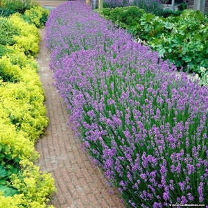 K&ouml;nnte beinhalten: Ein Gartenweg, der auf einer Seite von einer dichten Reihe leuchtend violetter Lavendelpflanzen und auf der anderen Seite von hellgelben bl&uuml;henden Str&auml;uchern ges&auml;umt ist. Der Weg besteht aus rotbraunen Ziegeln, die eine klare Grenze bilden.