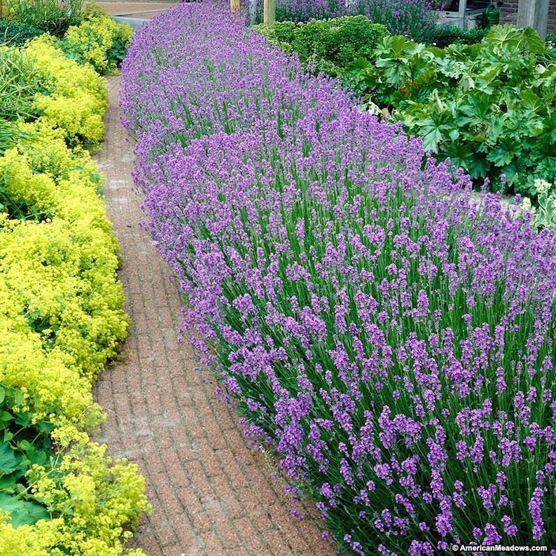 K&ouml;nnte beinhalten: Ein Gartenweg, der auf einer Seite von einer dichten Reihe leuchtend violetter Lavendelpflanzen und auf der anderen Seite von hellgelben bl&uuml;henden Str&auml;uchern ges&auml;umt ist. Der Weg besteht aus rotbraunen Ziegeln, die eine klare Grenze bilden.