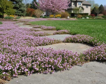 May include: A stone pathway integrated into a garden landscape, featuring irregular gray flagstones surrounded by dense, low-growing creeping thyme plants with small, light purple flowers that spill over the edges of the stone surface.