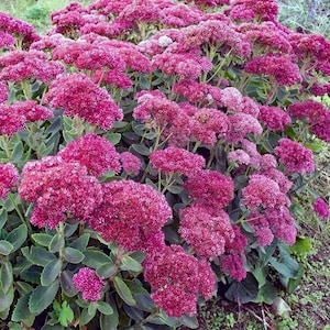 May include: A close-up of a large cluster of pink flowers. The flowers are in bloom and have a delicate, feathery texture. The flowers are surrounded by green leaves.