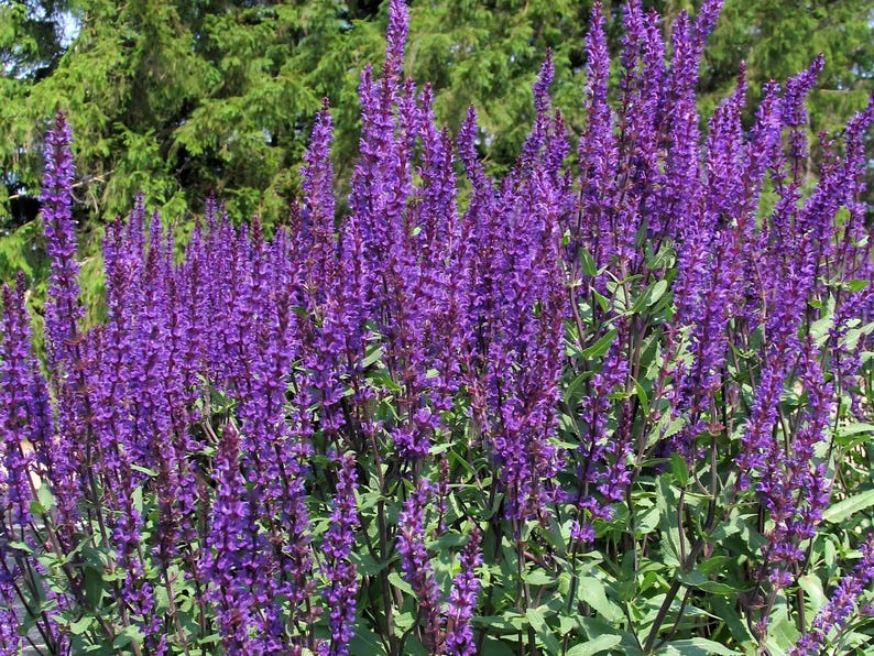 Salvia Caradonna Perennial - Thumbnail 2
