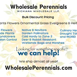 50 Perennial Sesleria Greenlee Hybrid Ornamental Grass Bulk Landscape Plants image 13