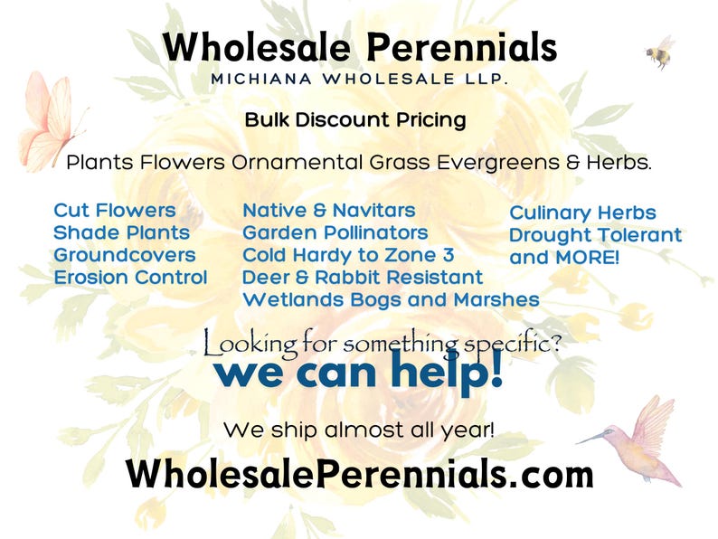 50 Perennial Sesleria Greenlee Hybrid Ornamental Grass Bulk Landscape Plants image 13