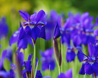 Siberian Bearded Iris 'Ceasar's Brother' Live Perennial Plant, Cut Flower, Pollinator, Deer & Rabbit Resistant, Drought Tolerant, Zones 3-9