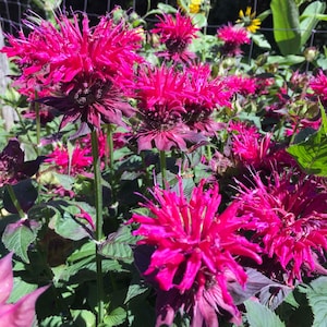 May include: Close-up of vibrant, magenta-colored bee balm flowers in full bloom. The flowers have a unique, spiky appearance and are surrounded by green foliage. The image captures the beauty of nature and the intricate details of the blossoms.