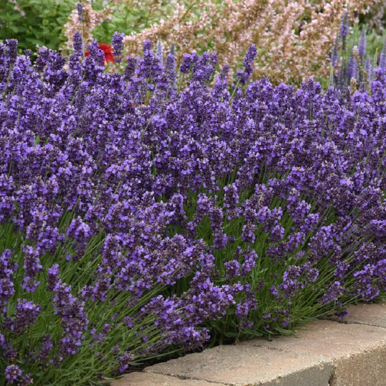 K&ouml;nnte beinhalten: Eine dichte Ansammlung leuchtend violetter Lavendelbl&uuml;ten mit schlanken gr&uuml;nen Stielen und kleinen, eng beieinander liegenden Bl&uuml;ten, die in einem Gartenbeet neben einer Steinkante wachsen, mit zartem rosa und gr&uuml;nem Laub im Hintergrund.