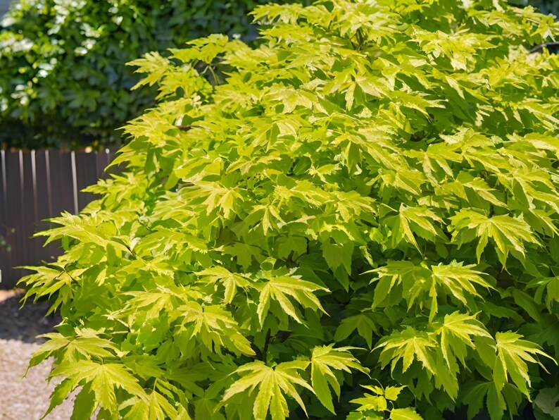 MichianaWholesaleLLP Aralia Sun King - Thumbnail 3