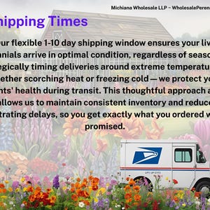 50 Perennial Sesleria Greenlee Hybrid Ornamental Grass Bulk Landscape Plants image 11