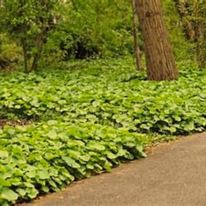 May include: A close-up of a lush green ground cover plant with large, rounded leaves. The plant is growing in a garden setting, with a tree trunk visible in the background.