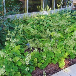10/15/30 Wholesale Live Perennial Heuchera Autumn Bride Coral Bell Shade Plants Flowers Deer Rabbit Resistant Drought Tolerant Groundcover