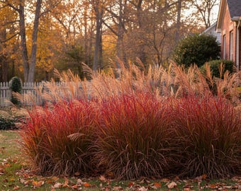10/15/30 Perennial Andropogon Dancing Wind Big Bluestem Native Plants Grass, Deer & Rabbit Resistant, Heat Tolerant Ground Cover, Zones 4-9