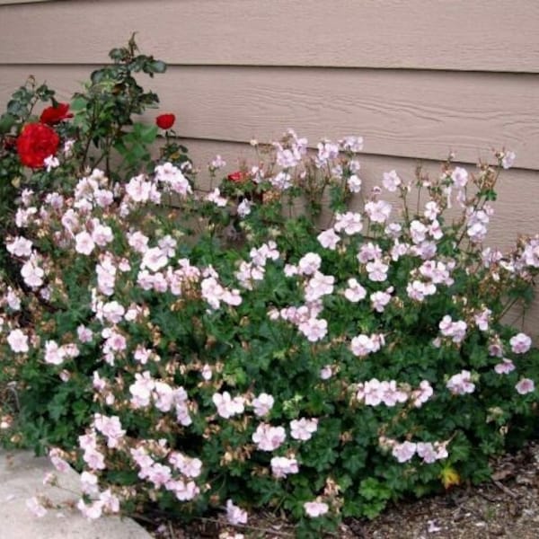 10/15/30 Wholesale Perennial Geranium 'Biokovo' Cranesbill Live Plants Flowers Herbs Vintage Heirloom Cottage Garden