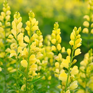 38 Wholesale Baptisia Mojito False Indigo Live Perennial Bulk Plants Flowers Drought Tolerant Deer Rabbit Resistant Garden Pollinator Zone 4
