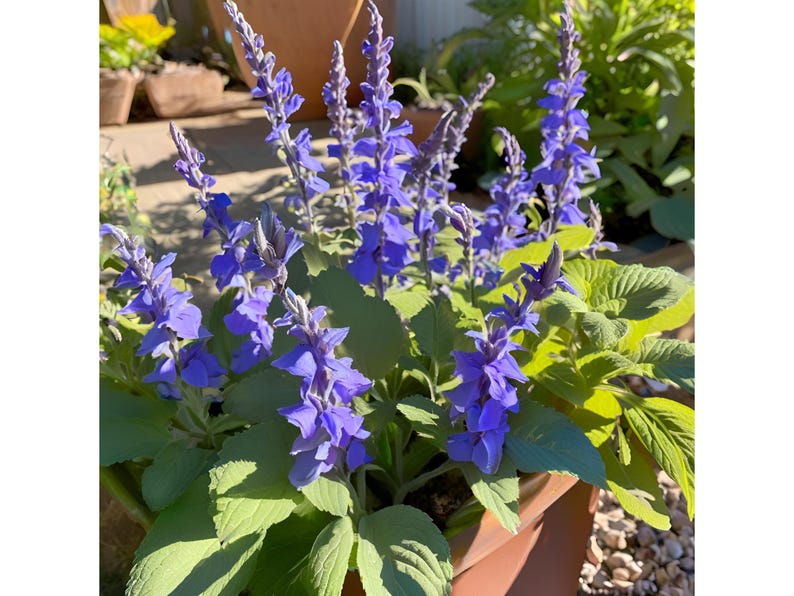 Salvia Blue by You - Thumbnail 3