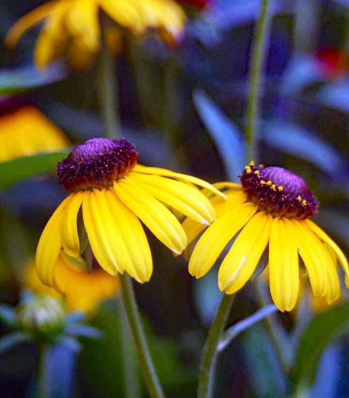 10/15/30 Perennial Rudbeckia Viette's Little Suzy Black-eyed Susan