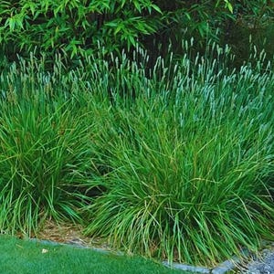 Sesleria, autumn moor, ornamental grass, live plants, landscape perennials, bulk flats, wholesale flowers, drought tolerant, native, deer resistant, rabbit resistant, cut flower, butterfly friendly, hummingbird, pollinator, landscape design, florist, starter plants, zone 3, zone 4, zone 5, zone 6, certified nursery plugs, flowers that come back, nostalgic, English, cottage garden, country, cottagecore, kitsch, homestead, vintage, antique, heirloom, gifts, farmhouse, mass planting, pet safe,
