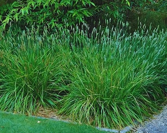 10/15/30 Perennial Sesleria Greenlee Hybrid Ornamental Grass Bulk Landscape Plants