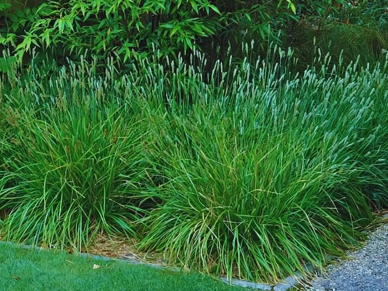 Sesleria, autumn moor, ornamental grass, live plants, landscape perennials, bulk flats, wholesale flowers, drought tolerant, native, deer resistant, rabbit resistant, cut flower, butterfly friendly, hummingbird, pollinator, landscape design, florist, starter plants, zone 3, zone 4, zone 5, zone 6, certified nursery plugs, flowers that come back, nostalgic, English, cottage garden, country, cottagecore, kitsch, homestead, vintage, antique, heirloom, gifts, farmhouse, mass planting, pet safe,