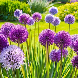10/15/30/50 Wholesale Live Perennial Allium Windy City Plants Flowers Herbs Drought Tolerant Deer Rabbit Resistant Garden Pollinator Zone 3