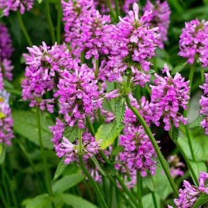 May include: A close-up of a cluster of pink flowers with green leaves. The flowers are in bloom and have a delicate, feathery appearance.