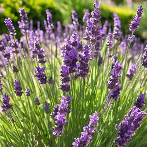 May include: A close-up of a patch of lavender flowers in bloom. The flowers are a vibrant purple color and are surrounded by green foliage.