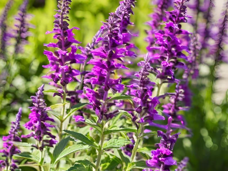 Salvia Caradonna Perennial - Thumbnail 3