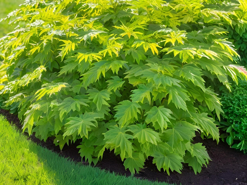 MichianaWholesaleLLP Aralia Sun King - Thumbnail 5