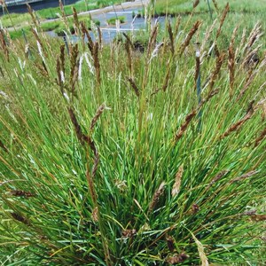 10/15/30 Perennial Sesleria Greenlee Hybrid Ornamental Grass Bulk Landscape Plants image 3
