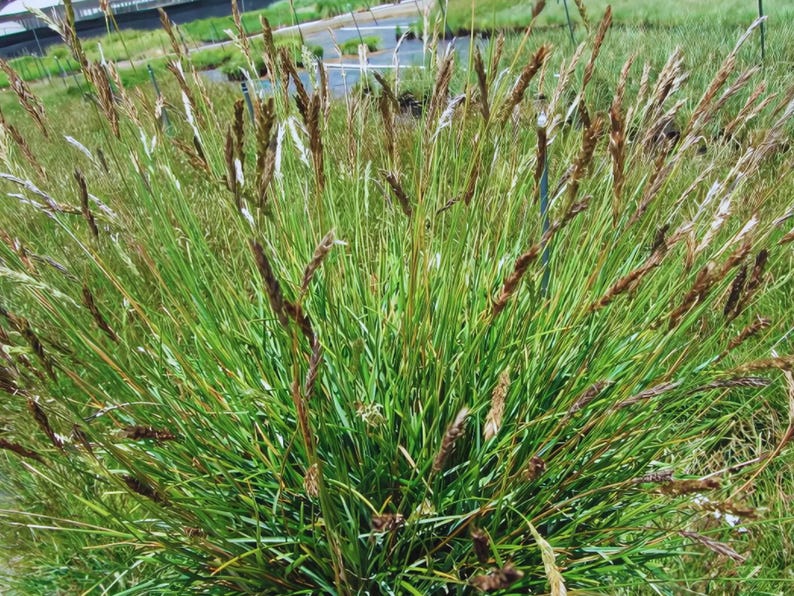 10/15/30 Perennial Sesleria Greenlee Hybrid Ornamental Grass Bulk Landscape Plants image 3