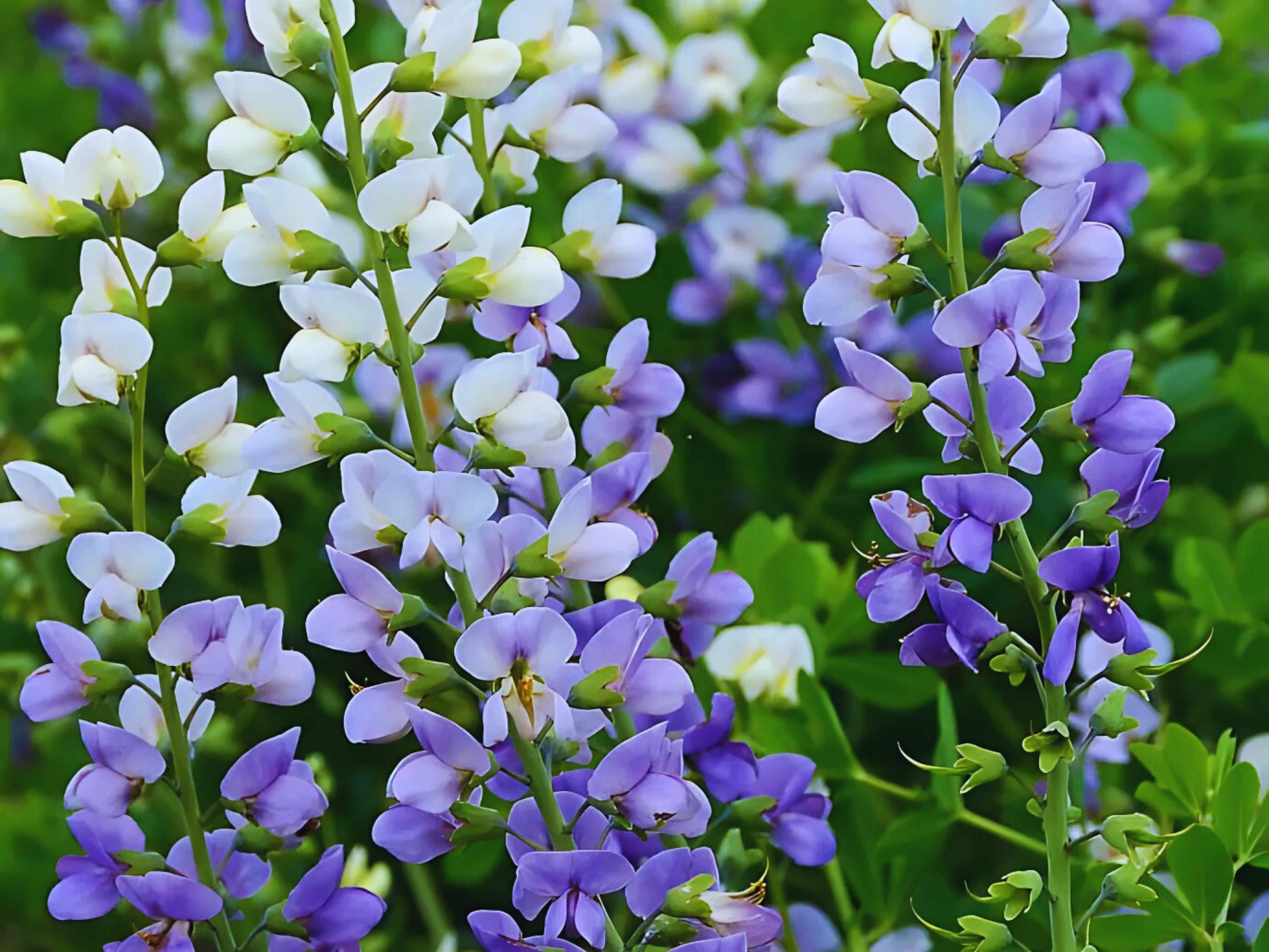 Indigo Plants - Etsy Indigo Plants - Etsy