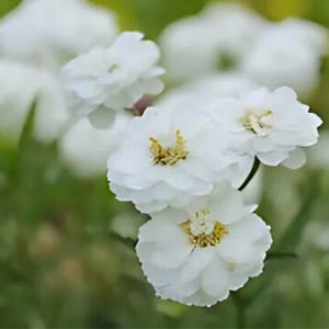 May include: A cluster of delicate white flowers with yellow centers, blooming in a field of green foliage.