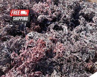 St Lucia Purple Sea Moss Raw All Natural Premium Quality 4oz - 8oz