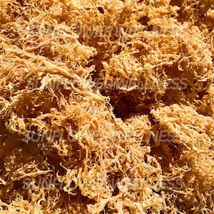 Wildcrafted St. Lucia Irish Sea Moss - Raw Sea Moss, Gold, 100% Natural & Sun-Dried
