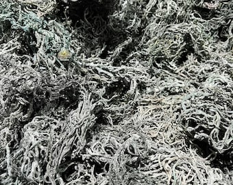 Green Sea Moss Raw St Lucia Wildcrafted For Gel Making Bulk