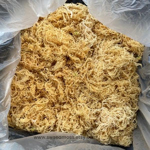Raw Gold Sea Moss In Bulk | 100% Organic | Saint Lucia Harvest | Wholesale