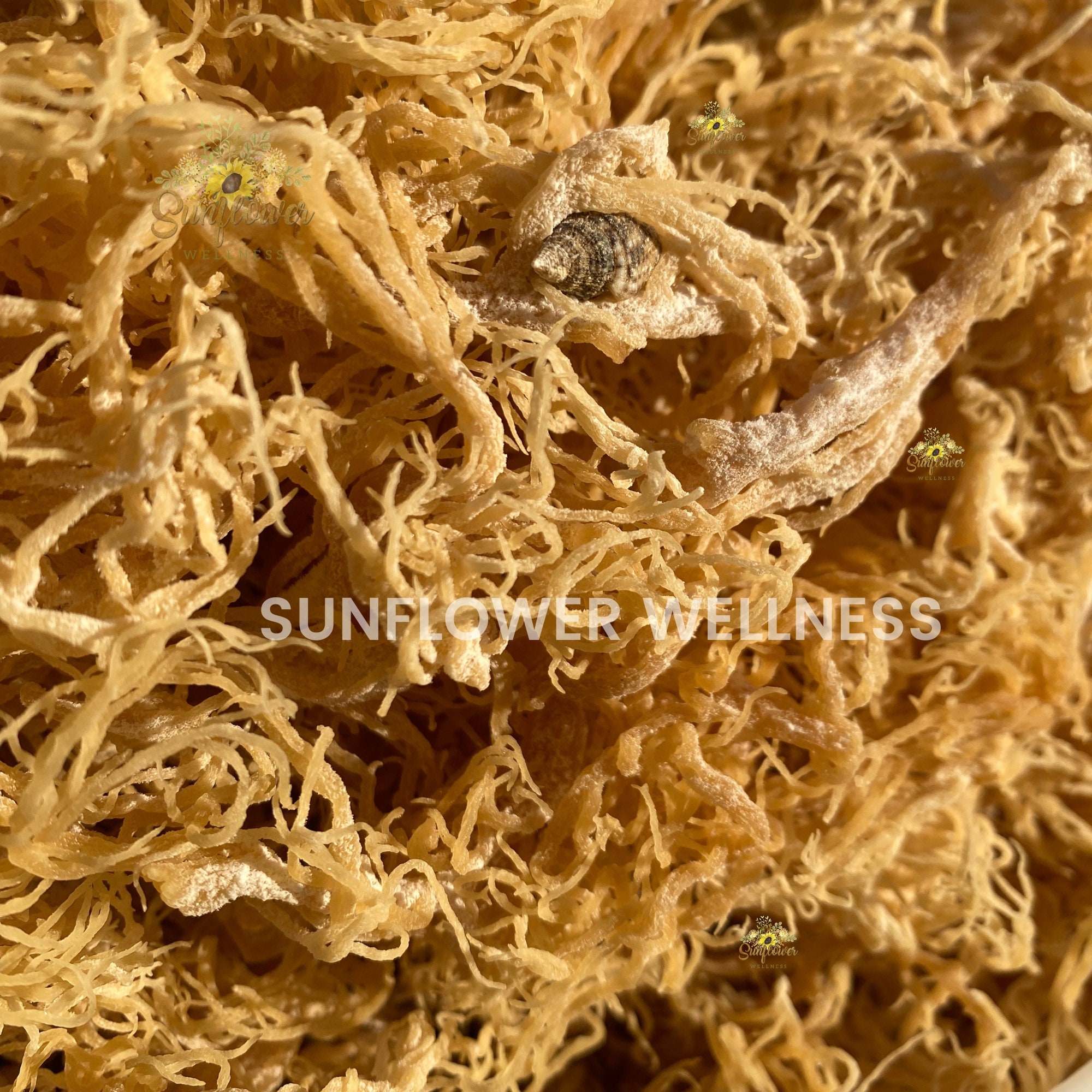 Sea Moss Organic Gold Dr Sebi 1st Grade (Irish Moss) Wild Craft St Lucia  Cottoni