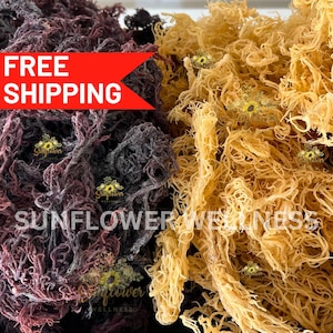 1lb Raw Sea Moss St. Lucia Bundle - 8oz Gold, 8oz Purple Sea Moss, High Quality Wild Harvested