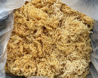 Raw Gold Sea Moss Bulk – St Lucia Wildcrafted Irish Sea Moss, Organic, 1–40 lbs Wholesale