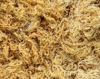 St. Lucia Gold Sea Moss Bulk | Wholesale Raw Sea Moss for Gel Making | Ocean Harvested Caribbean Sea Moss | 1–50 lbs