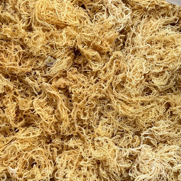 Musgo marino dorado de Santa Lucía a granel / Musgo marino crudo al por mayor para la elaboración de gel / Musgo marino caribeño cosechado en el océano / 1–50 libras