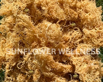 Raw Sea Moss Bulk | Organic Irish Sea Moss St Lucia Wildcrafted, Gold 8oz–40lbs Wholesale