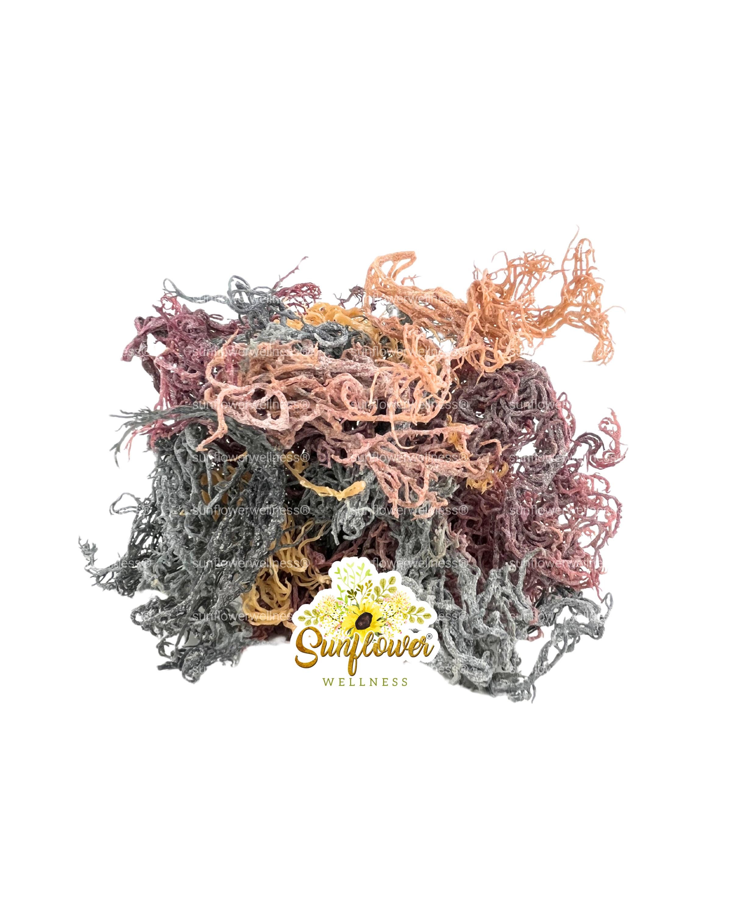 1lb Full Spectrum Sea Moss | Irish Sea Moss Multi Color St. Lucia