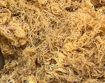 Raw Sea Moss Wildcrafted | St. Lucia Irish Seamoss for Gel | Organic Dried Bulk Wholesale