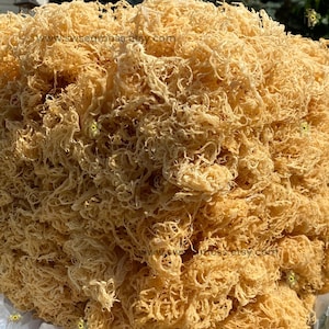 St Lucia Sea Moss | Bulk Sea Moss | Wholesale Sea Moss | Raw Sea Moss | 100% Natural Gold Sea Moss Grade A Quality