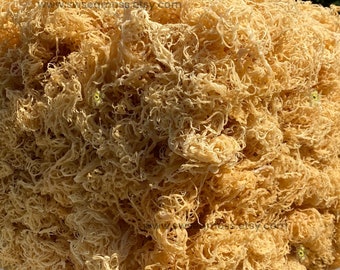 St Lucia Sea Moss | Bulk Sea Moss | Wholesale Sea Moss | Raw Sea Moss | 100% Natural Gold Sea Moss Grade A Quality